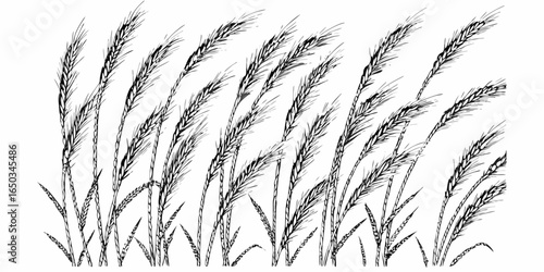 Vector illustration of a field of wheat or grain stalks swaying in the wind in a black and white drawing