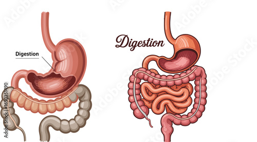 Illustration of the human digestive system and stomach