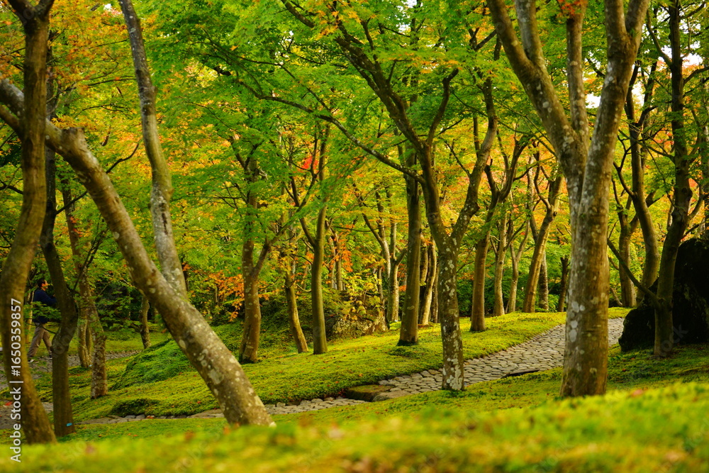 Fototapeta premium 日本の紅葉