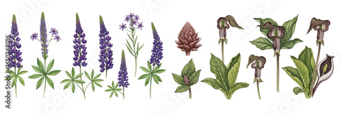 A vibrant botanical illustration featuring various colorful wildflowers and plants.