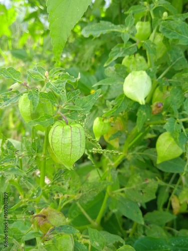 Physalis angulata or Physalis minima, commonly known as in Thai as Tong teng