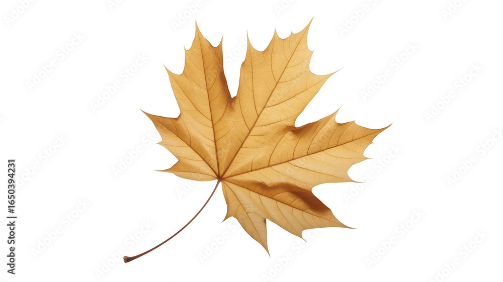 Fototapeta premium A single golden maple leaf, isolated on transparent background