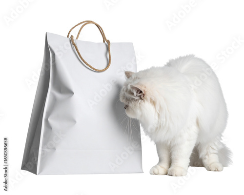 cat on white background