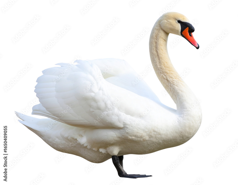 Fototapeta premium Elegant Swan PNG Isolated on Transparent Background