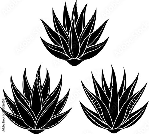 Aloe vera plants set, a Set of aloe veras, aloe vera collection, Vector of aloe vera, aloe vera silhouette, aloe vera isolated on white background