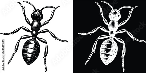 Detailed black ant illustration, perfect for science, education, or entomology projects, with striking contrast
