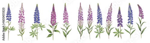 A vibrant display of purple and pink lupine flowers, showcasing nature's beauty.