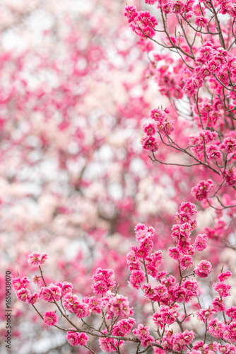 Beautiful Pink and White Cherry Blossom Sakura flower with Selective focus.