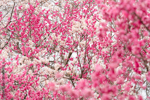 Beautiful Pink and White Cherry Blossom Sakura flower with Selective focus.