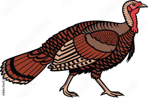 Realistic Turkey Design Illustration. Turkey Bird Design for Wildlife Artwork. Majestic Turkey Illustration in Natural Pose. Turkey Illustration Isolated on White Background. Creative Turkey Design