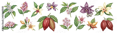 A vibrant collection of floral and cacao illustrations showcasing diverse plants.