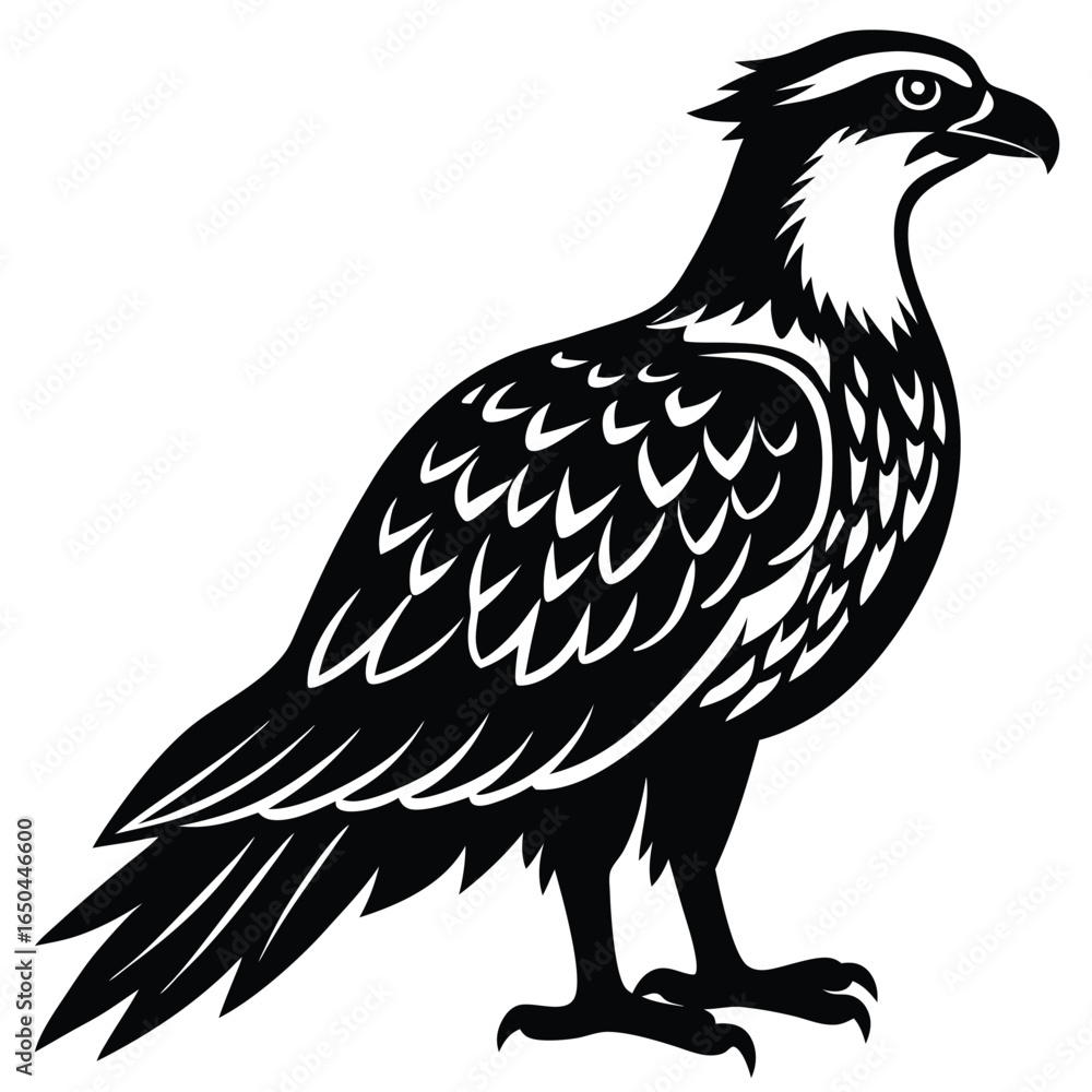 Fototapeta premium Osprey Silhouette