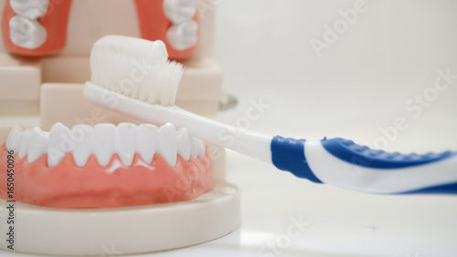 фотографія Toothbrush is shown cleaning dental model, demonstrating proper oral hygiene techniques