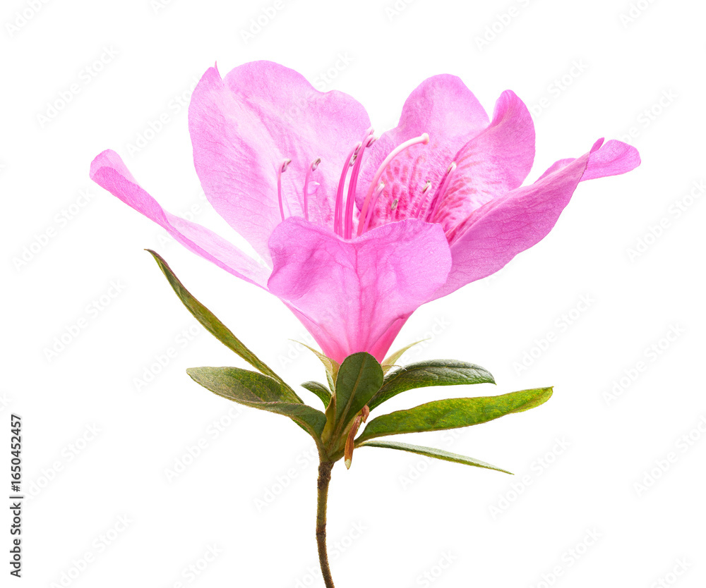Obraz premium Azaleas flowers with leaves, Pink flowers isolated on white background with clipping path 
