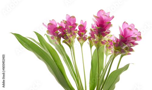 Photos Siam tulip flower with leaves, Pink tropical flower isolated on white background