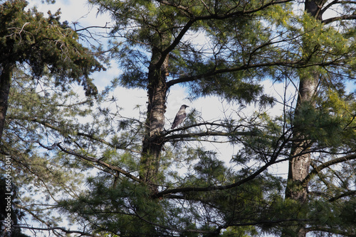 A gray crow among the pine branches sits on a branch and looks into the distance. Branches of coniferous trees and trunks against a blue sky. The crow is a very intelligent and social bird.