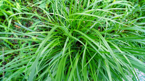 Palmarosa Plant with Fragrant Flowers in Natural Setting