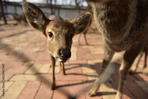 Close-up of a young deer standing on a paved path with other deer in the background