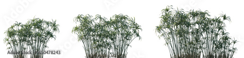 Foto Set of Cyperus alternifolius (the umbrella papyrus, umbrella sedge or umbrella p