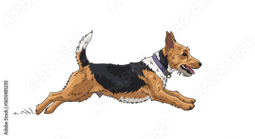 energetic jack russell terrier running transparent background vector illustration