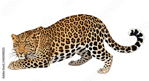 powerful leopard illustration transparent background for design projects