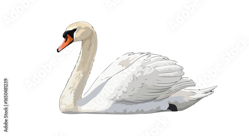 elegant white swan vector illustration transparent background