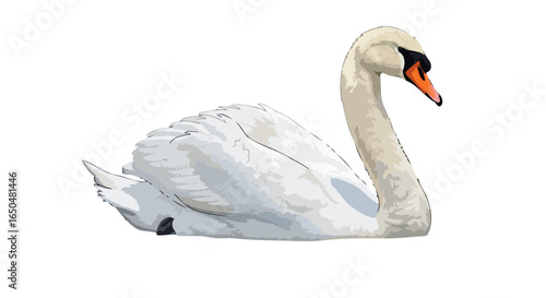 elegant white swan transparent background vector illustration