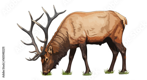 majestic elk grazing transparent background vector illustration for design projects