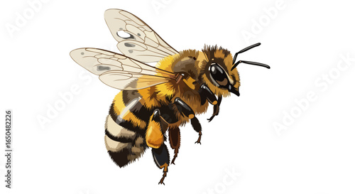 honeybee in flight a transparent vector illustration for design projects