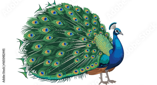 majestic peacock with transparent background elegant vector illustration