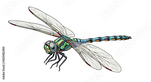 vibrant dragonfly illustration transparent background perfect for design projects