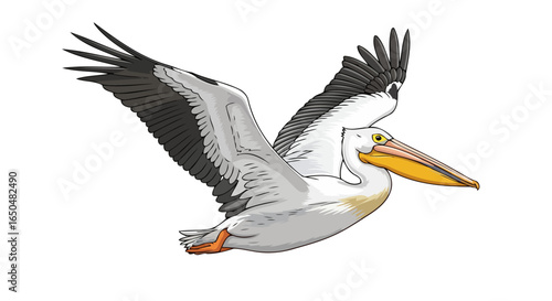 majestic pelican in flight transparent background vector illustration