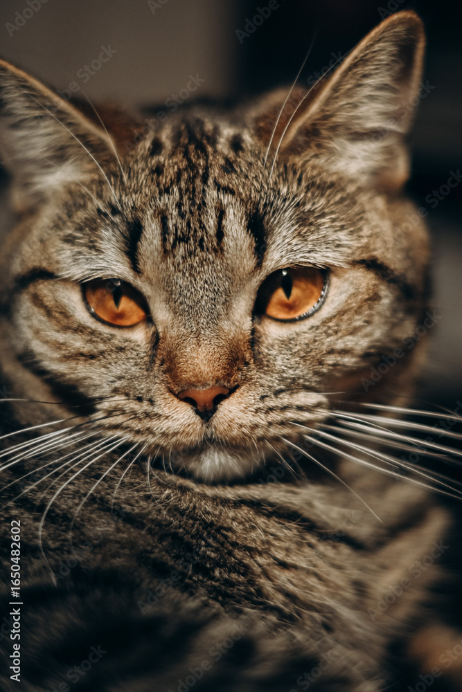 Fototapeta premium portrait of a tabby cat