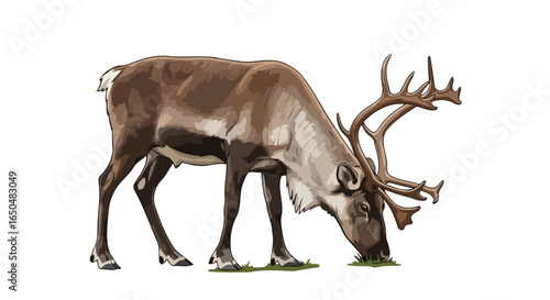 majestic reindeer grazing a transparent vector illustration for design projects