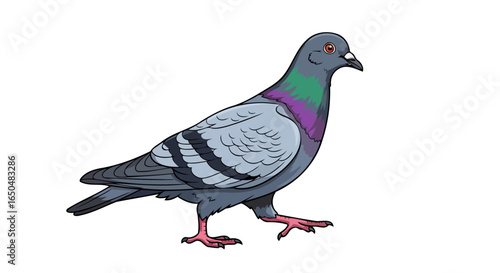vibrant rock pigeon illustration with transparent background for design projects