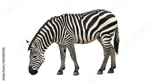 grazing zebra transparent background vector illustration for design projects