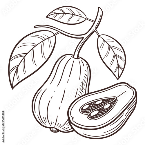 malay rose apple with leaves 