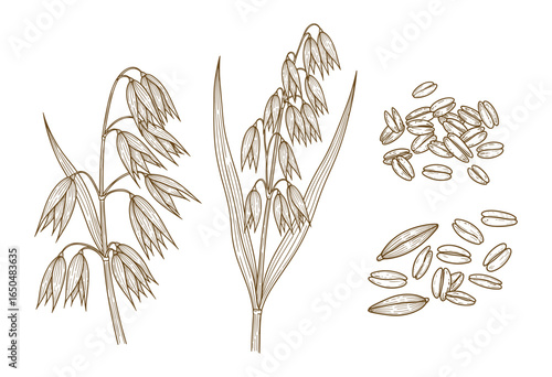 Hand drawn illustration of oat plants and seeds. Perfect for agricultural or food related designs.