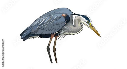 elegant great blue heron illustration transparent background for design projects