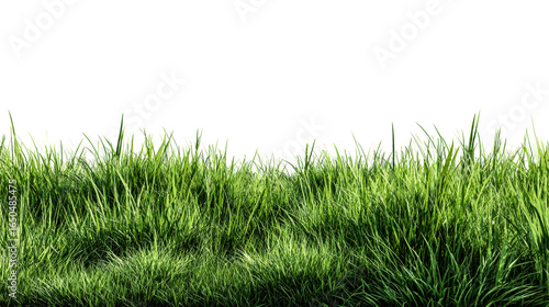 Fototapeta Naklejka Na Ścianę i Meble -  Dense lush green grass blades on transparent background