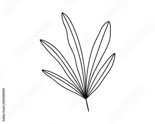 Black and white vector illustration of a leaf with long skinny leaves in a minimalist style