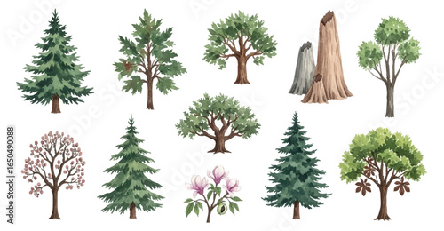 Diverse watercolor tree collection. Includes fir, oak, and flowering trees in various shapes. Nature elements vector.