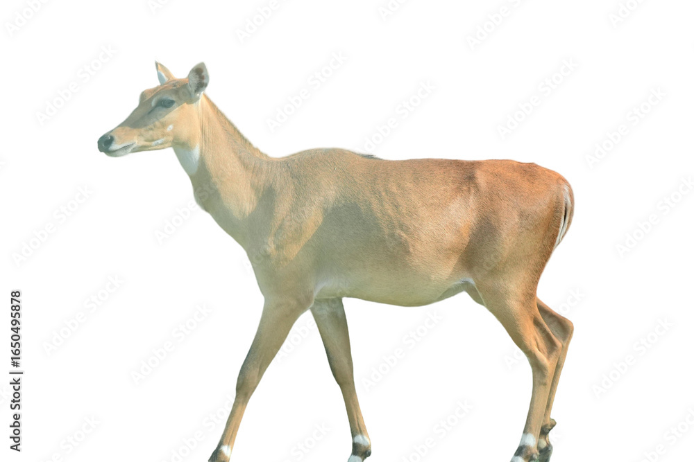 Naklejka premium Nilgai PNG [Boselaphus tragocamelus]. Large Asian Antelope Isolated for Wildlife, Zoology, and Nature Conservation Designs