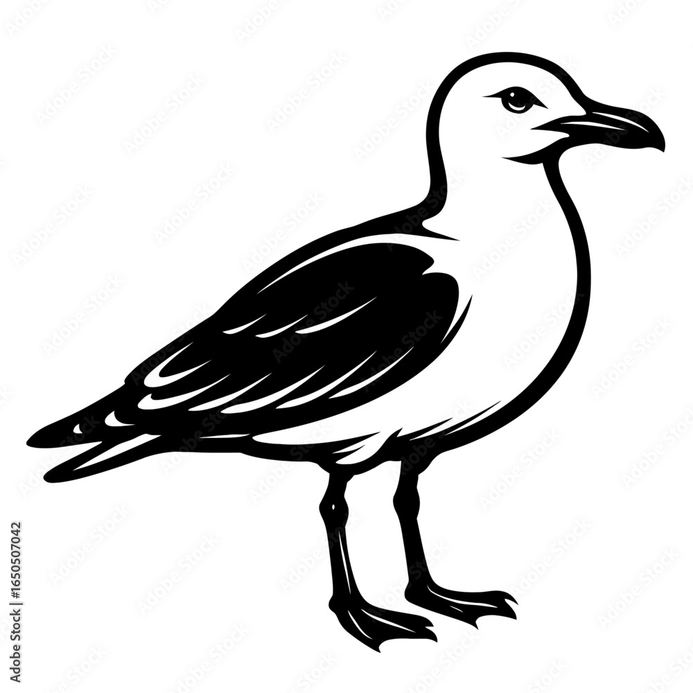 Seagull Bird - Coastal and Marine Wildlife Seagull Bird - Coastal and Marine Wildlife