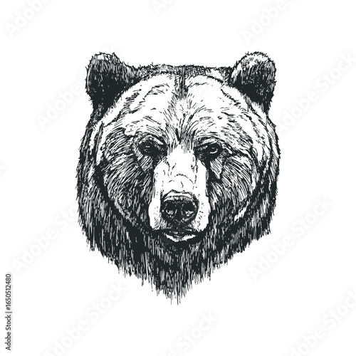 Detailed Sketch of a Majestic Bear Face with Intense Gaze