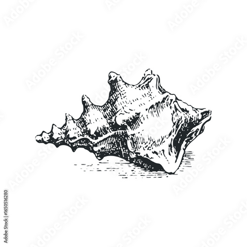 Detailed black and white etching of a conch shell with textured surface