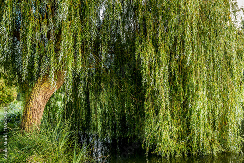 Weeping willow on a pond in santeny, france