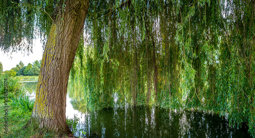 Weeping willow on a pond in santeny, france