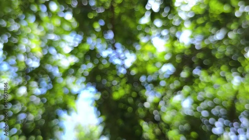 Realtime 4k video. vibrant, sun-dappled, and dreamy close-up green leaves and tree branches blurred into soft bokeh. Light filters through foliage creating shimmering circles white yellow and green