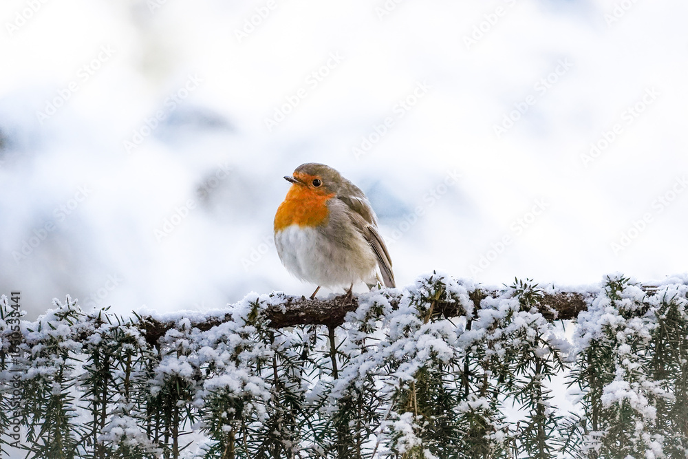 Profile view of European robin (Erithacus rubecula) while standing on a needle tree branch covered with snow Profile view of European robin (Erithacus rubecula) while standing on a needle tree branch covered with snow